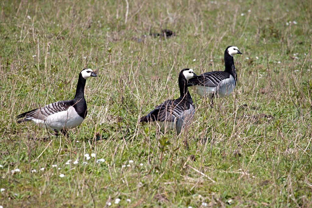 hellegatsplaten natuurgebied natuur staatsbosbeheer goeree overflakkee heckrunderen hdr fjordenpaarden vogelkijkhut